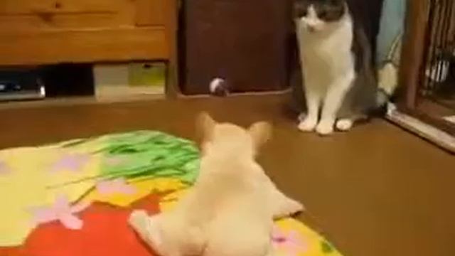 Щенок пытается прогнать кота смотреть онлайн