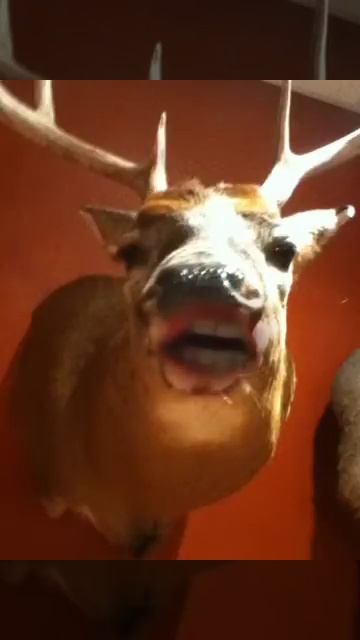 Deer singing смотреть онлайн