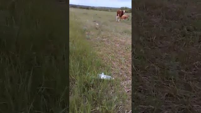 электро пастух село белые ключи смотреть онлайн