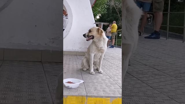 Пушистые Друзья: Обогреваем Сердца Бездомных Собак. смотреть онлайн