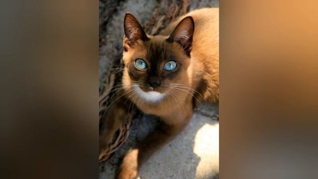 Красивые коты 😺 смотреть онлайн