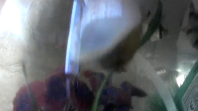 Моя улитка Ампулярия смотреть онлайн