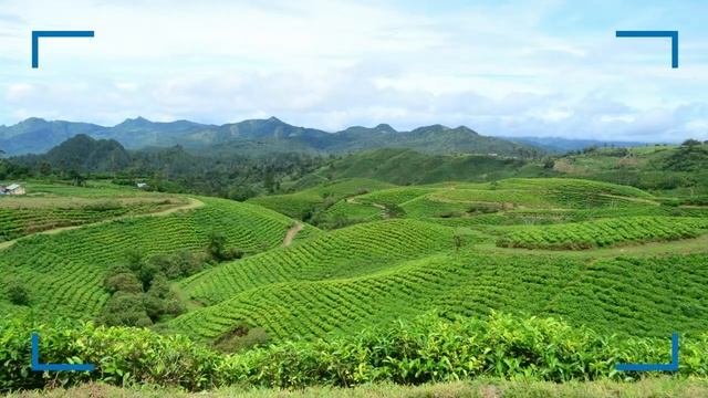 KEBUN TEH MALINO HIGHLAND, GOWA - SULSEL | JALAN-JALAN PRODUKTIF | Channel Inspirasi - Bung Khaidir смотреть онлайн
