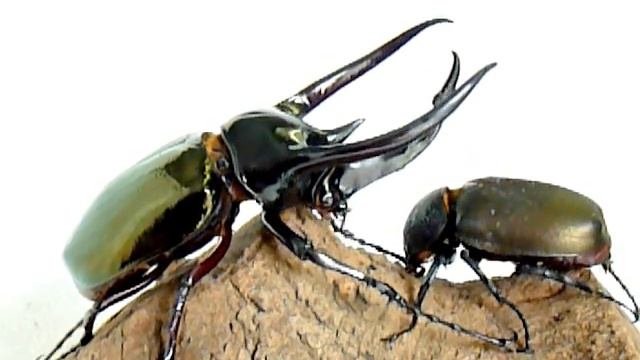 Chalcosoma chiron chiron смотреть онлайн