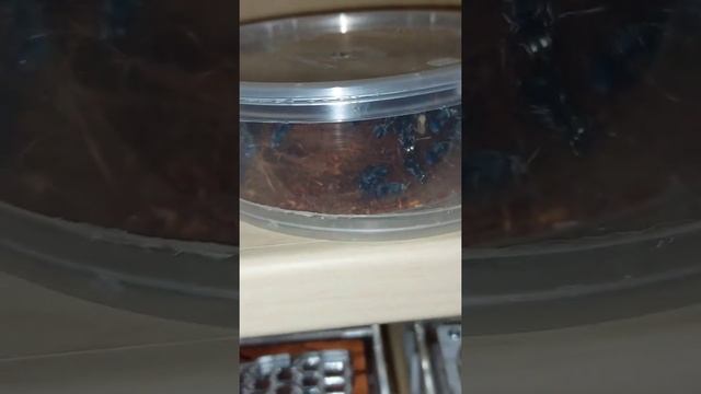 Переселение, и поиск королевы Polyrhachis Pirata 07.12.2021