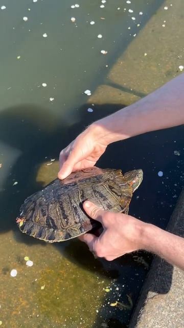 Черепаховый суп! смотреть онлайн