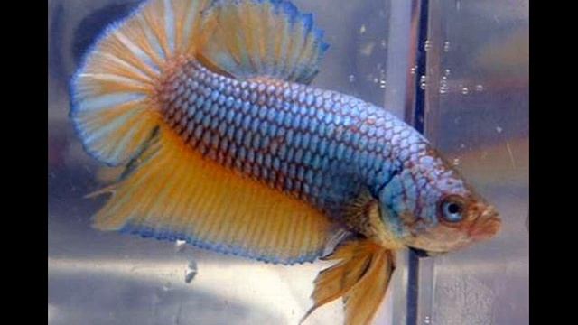 Best Of Betta Plakat смотреть онлайн