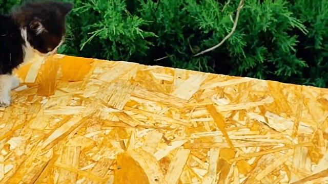 День ДОБРЫХ ДЕЛ для 31 хвостика / ночью Чарли было очень плохо/ покалеченный котёнок смотреть онлайн