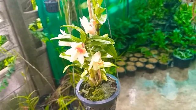 หวายป่าพันธุ์ลูกผสมกลุ่มเอื้องเงิน Dendrobium. Jaiho Candy смотреть онлайн
