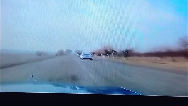 💫 Свадебные 🚗 кортеж 🌟Дж Расулов ✨ Пгт Пролетарск смотреть онлайн