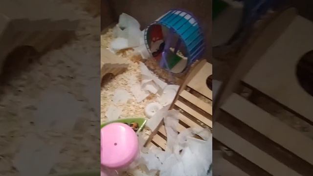 Что должно быть в клетке у хомяка?/мой хомячок кнопа😚😘🥰😍/Первое видео на этом канале смотреть онлайн