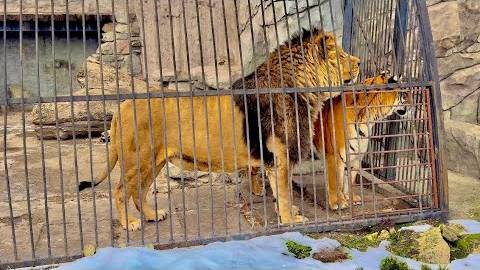 Мы приехали в КРАСИВЫЙ ЗООПАРК вокруг которого постоянные взрывы, но хозяин спас смотреть онлайн