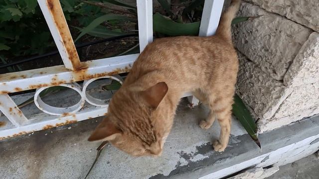 Street cat Actor / Уличный кот Актёр смотреть онлайн