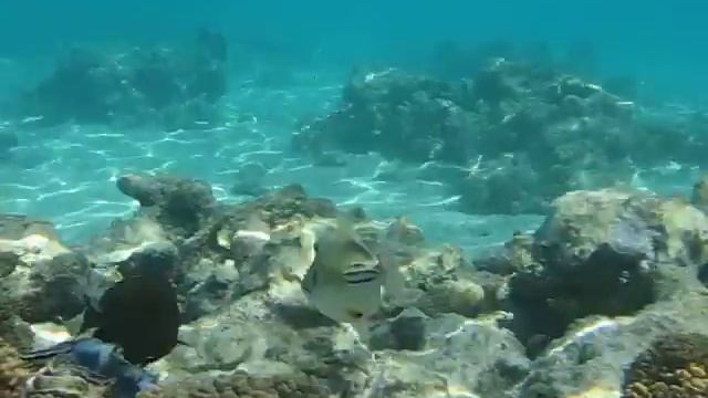 Рыбный каледоскоп смотреть онлайн