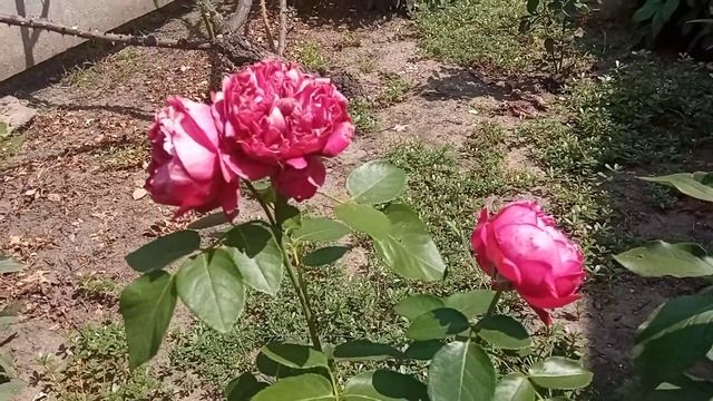 цветы ёлка кусты одним словом красота! смотреть онлайн