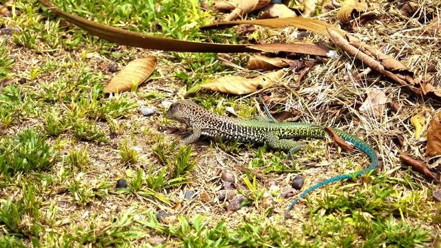 Amazonian Lizard