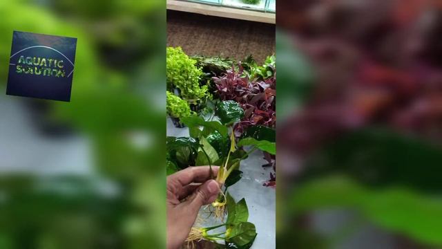 Aquarium plants in pakistan (Cheap price) смотреть онлайн