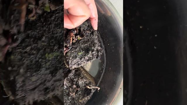 Посылка из Подворья, вероники. Часть 3