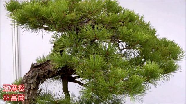 Taipei Bonsai & Suiseki Exhibition ~ 士林官邸台北漢風盆景雅石展 * 100盆登峰造極藝術山水盆景 * 神韻靈秀意境飄渺 смотреть онлайн