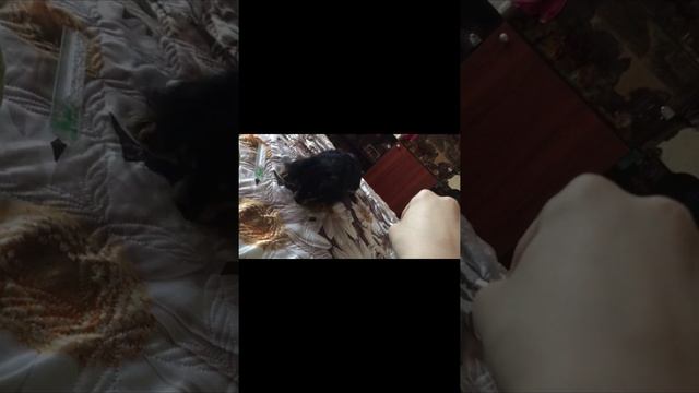 Муся баловница^^ смотреть онлайн