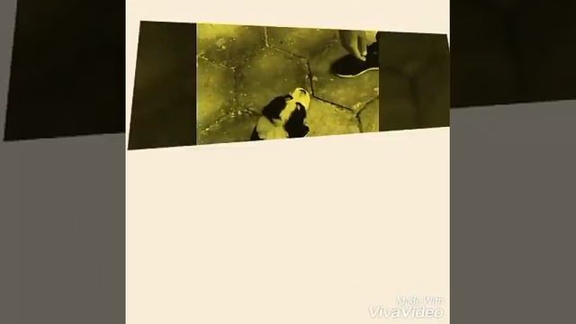 Каракачанка на 20 дни смотреть онлайн