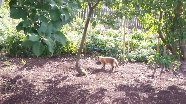 Ёжик в малине смотреть онлайн