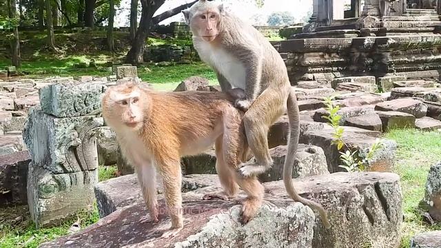 Monkey S E X HD - Monkey Meeting - Monkey J A V FULL HD смотреть онлайн