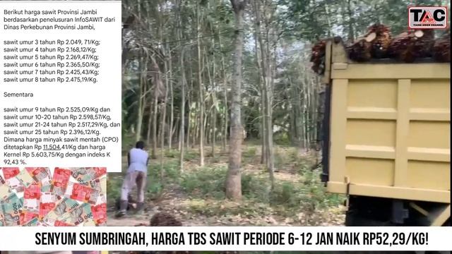 SENYUM SUMBRINGAH, HARGA TBS SAWIT PERIODE 6-12 JAN NAIK Rp52,29/Kg! #viral #sawit #petani смотреть онлайн