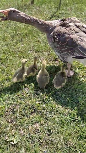 Гусинята 🦢