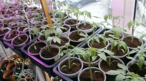 Выращиваем рассаду овощей из семян в домашних условиях.