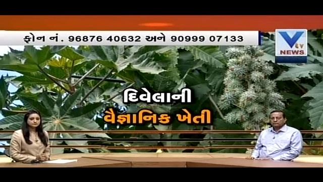 Scientific Farming of Castor | VTV Gujarati смотреть онлайн