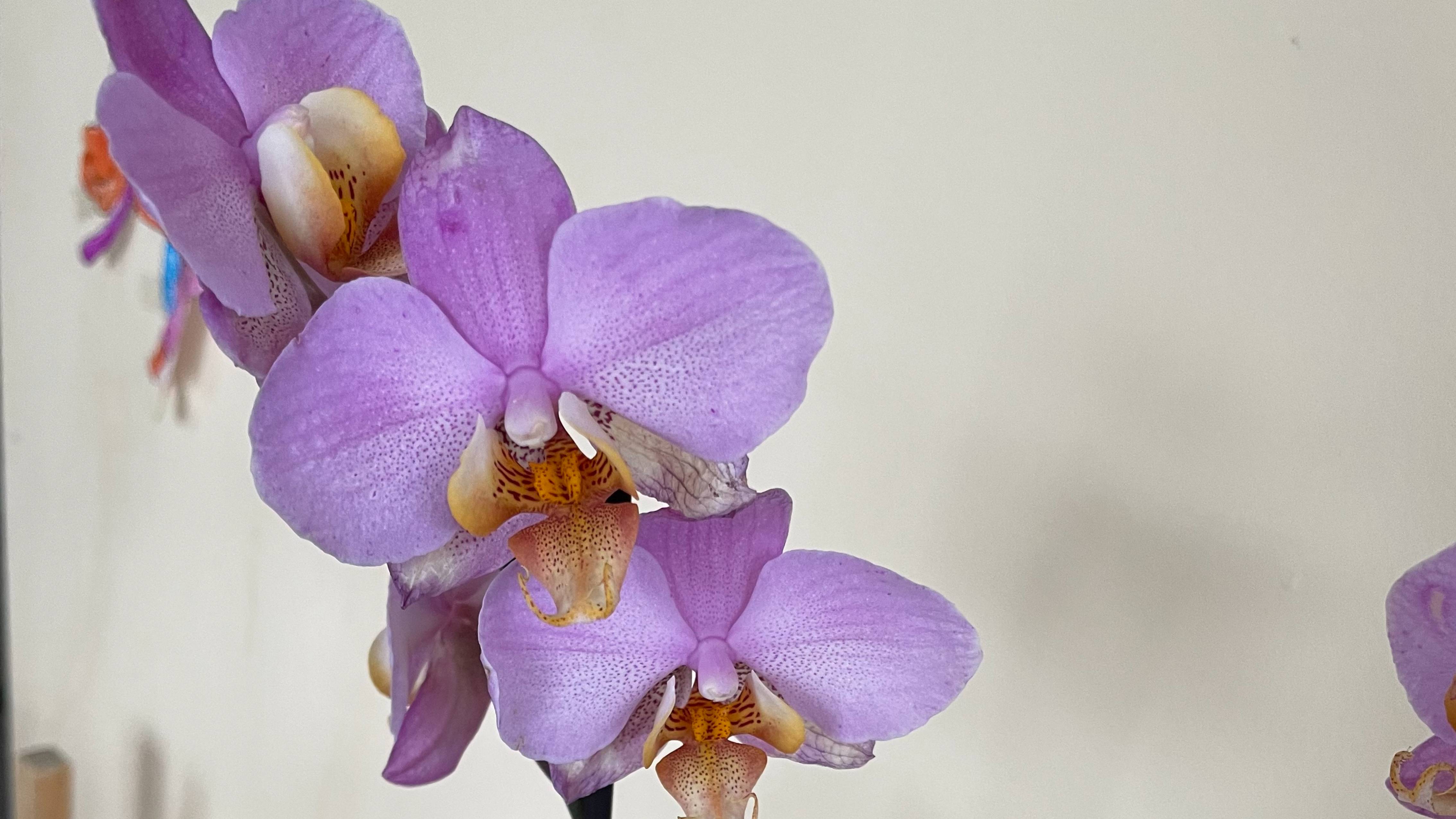 Что делать с орхидеей после покупки?