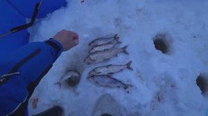 Еле Завел Его в Лунку!Таких я ещё не ловил. Рыбалка на Сига.