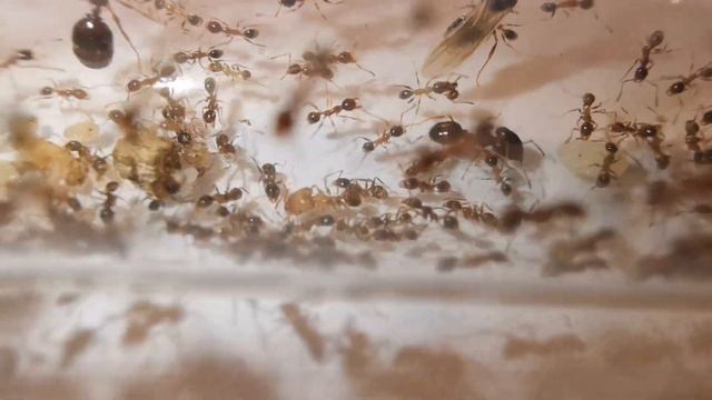 PHEIDOLE INDICA! Rójka u sporej koloni małych inwazyjnych mrówek! 😱🔥 (Kompendium wiedzy) [#4] смотреть онлайн