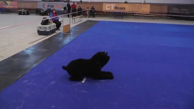 Пампуша-комплекс смотреть онлайн