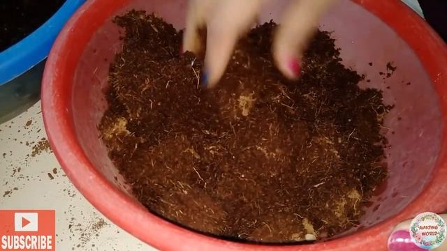 Easy For Beginners !! Preparing Succulent Soil Mixture