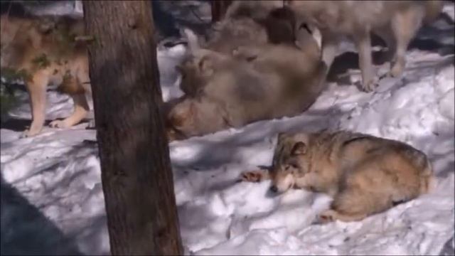 Мудрые слова жизни...✒️📜 смотреть онлайн