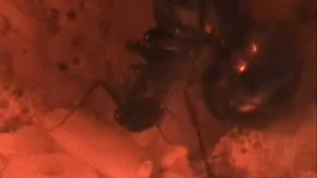 Camponotus ligniperda смотреть онлайн