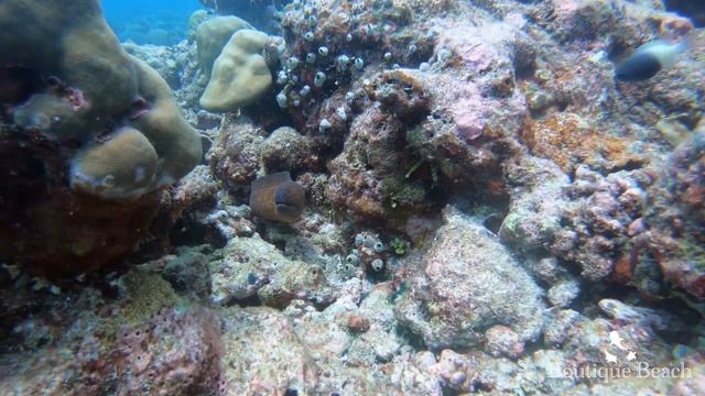 16.10.21 - Dhigurah Beyru "Cave" & Fish Bank смотреть онлайн