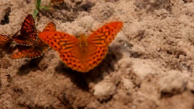 Минеральный пир у бабочек. Насекомые Беларуси. смотреть онлайн