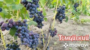 Виноград Томайский