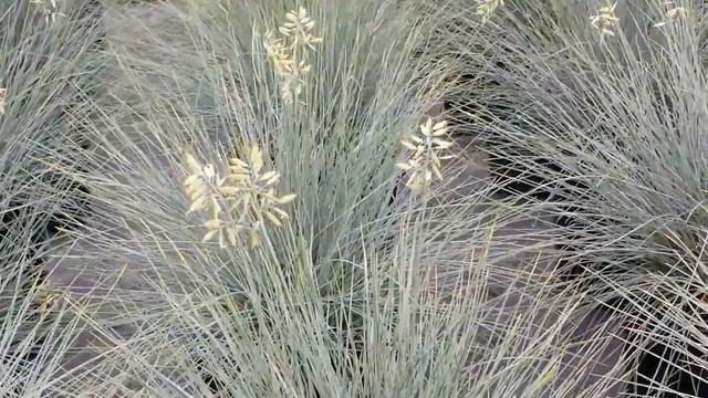 Best Ornamental Grasses, Festuca 'Elijah Blue' (Blue Fescue) смотреть онлайн