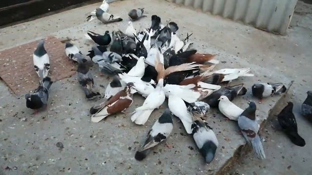 Голуби // Очередной гость // ждёт своего хозяина # 8.05.2024.г. Сальск. Ростовская обл. Минин.С.В.🇷