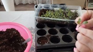 Пикировка цинерарии серебристой.