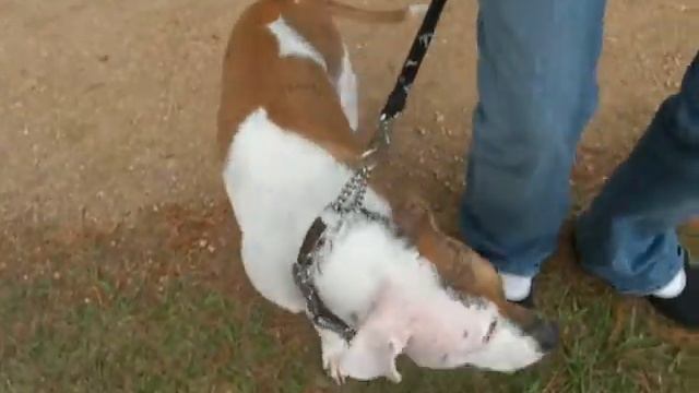 Houston Pit Bull Group Walk смотреть онлайн