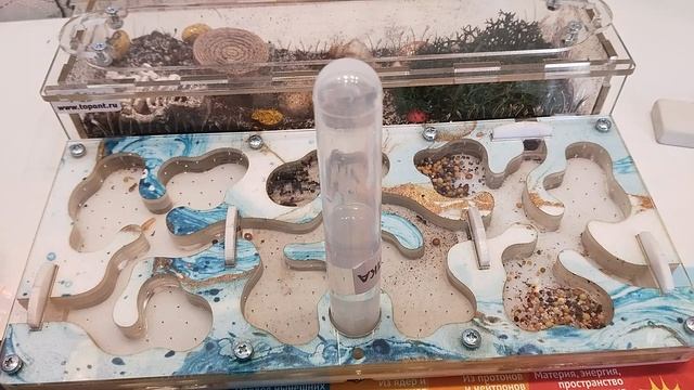 Муравьи смотреть онлайн