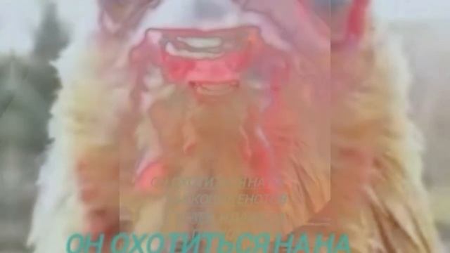 А вы знаете эта самый опасный петух в мире (изображения в этом видео слабо вырожено) смотреть онлайн