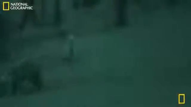 National Geographic Documentary Full 2015 - Lion vs Hyena Lion Documentary 2015 смотреть онлайн