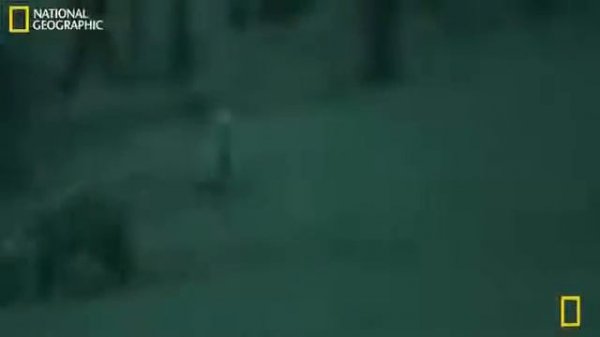 National Geographic Documentary Full 2015 - Lion vs Hyena Lion Documentary 2015