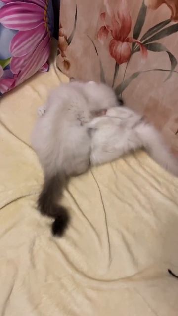 Ой, девчонка напала! Бирманские котята - кошечка сил-пойнт и котик лилак-пойнт.Питомник Маритана кэ смотреть онлайн